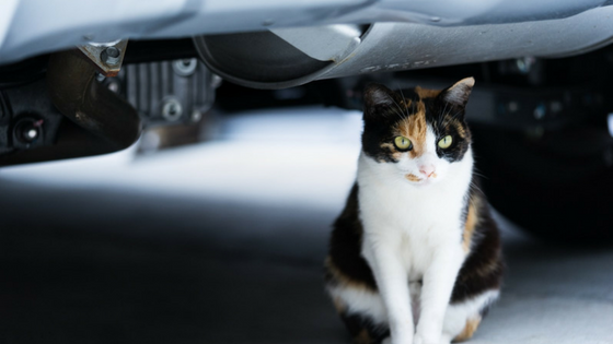 ガレージにいる野良猫